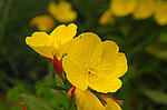 �������� ��������� (Oenothera biennis) �����������