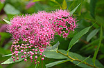 ������ �������� (Spiraea japonica) �����������