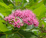 ������ �������� (Spiraea japonica) �����������