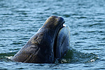 ������������ ��� (Balaena mysticetus) ���������� �����, �������� ����, ������