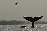 ������������ ��� (Balaena mysticetus) ���������� �����, �������� ����, ������