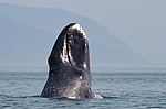 ������������ ��� (Balaena mysticetus) ���������� �����, �������� ����, ������