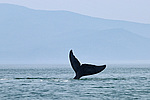 ������������ ��� (Balaena mysticetus) ���������� �����, �������� ����, ������