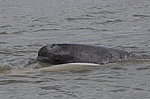 ������ (Delphinapterus leucas) ���������� �����, �������� ����, ������