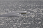 ������ (Delphinapterus leucas) ���������� �����, �������� ����, ������