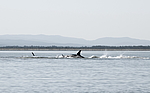 ������� (Orcinus orca) ����� �� ������������� ���� (Balaena mysticetus) ���������� �����, �������� ����, ������