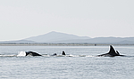 ������� (Orcinus orca) ����� �� ������������� ���� (Balaena mysticetus) ���������� �����, �������� ����, ������