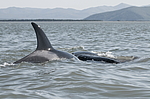 ������� (Orcinus orca) ����� �� ������������� ���� (Balaena mysticetus) ���������� �����, �������� ����, ������