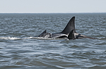 ������� (Orcinus orca) ����� �� ������������� ���� (Balaena mysticetus) ���������� �����, �������� ����, ������