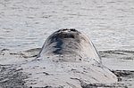 ������������ ��� (Balaena mysticetus) ���������� �����, �������� ����, ������