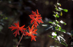 Autumn leafs