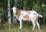 ���� �������� (Capra aegagrus hircus) ����� �� ������� �����