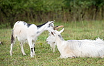���� �������� (Capra aegagrus hircus) ����� �� ������� �����