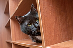 �������� ����� (Felis catus)