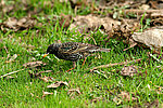 ������������ ������� (Sturnus vulgaris)