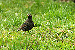 ������������ ������� (Sturnus vulgaris)