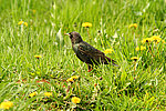 ������������ ������� (Sturnus vulgaris)