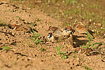 ������� ������� (Passer montanus)