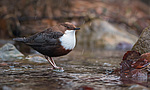 ������������ ������ (Cinclus cinclus) �������