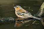 ������ (Fringilla coelebs) �����
