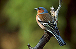 ������ (Fringilla coelebs) �����