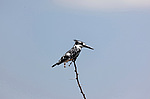 ����� ����� ��������� (Ceryle rudis) ������� ������
