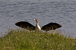 ������� ������ (Phalacrocorax carbo) ������� ������