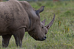 ����� ������� (Ceratotherium simum) ������� ������