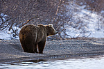 ����� ������� (Ursus arctos). ��������, ����� ����������,  ����-���������� ��������