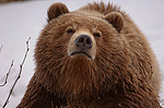 ����� ������� (Ursus arctos). ��������, ����� ����������,  ����-���������� ��������