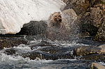 ����� ������� (Ursus arctos). ��������, ���� ����������, ����� ���������� ,  ����-���������� ��������