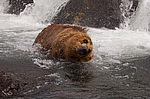 ����� ������� (Ursus arctos). ��������, ���� ����������, ����� ���������� ,  ����-���������� ��������