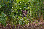 ����� ������� (Ursus arctos). ��������, ����� ����������,  ����-���������� ��������