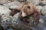 ����� ������� (Ursus arctos). ��������, ���� ����������, ����� ���������� ,  ����-���������� ��������