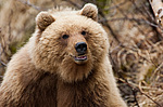 ����� ������� (Ursus arctos). ��������, ����� ����������,  ����-���������� ��������