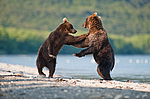 ����� ������� (Ursus arctos). ��������, ����� ����������,  ����-���������� ��������