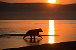 ����� ������� (Ursus arctos). ��������, ����� ����������,  ����-���������� ��������