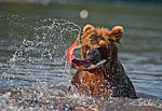 ����� ������� (Ursus arctos). ��������, ����� ����������,  ����-���������� ��������