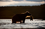 ����� ������� (Ursus arctos). ��������, ����� ����������,  ����-���������� ��������