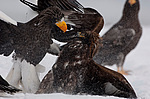���������� ����� (Haliaeetus pelagicus) ���������� ����