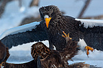 ���������� ����� (Haliaeetus pelagicus) ���������� ����