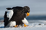 ���������� ����� (Haliaeetus pelagicus) ���������� ����