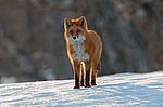 ������������ ������ (Vulpes vulpes) ���������� ����