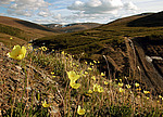 ��� �������� (Papaver jugoricum) ����������� ����. ����