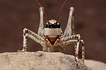 ��������� (Paradrymadusa picta) ����������� ������, ������������ ����������, ������