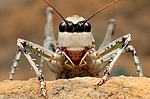 ��������� (Paradrymadusa picta) ����������� ������, ������������ ����������, ������