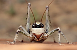 ��������� (Paradrymadusa picta) ����������� ������, ������������ ����������, ������