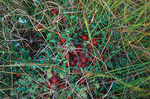 ������ �������� (Oxycoccus palustris)