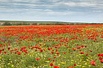 ��� (Papaver)