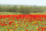 ��� (Papaver)